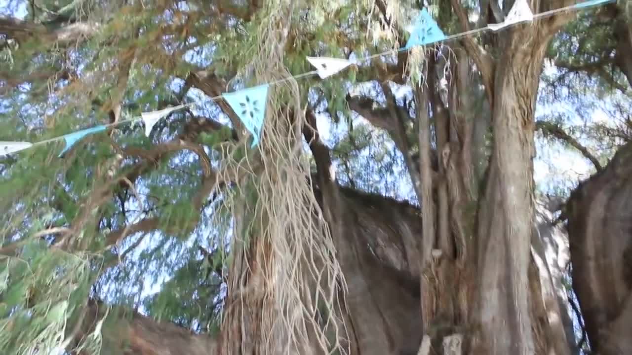 Top 5 BIGGEST Trees on Earth