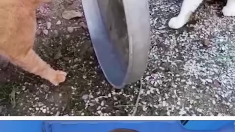 Cats and dogs Funny videos 🤣🤣🤣🤣