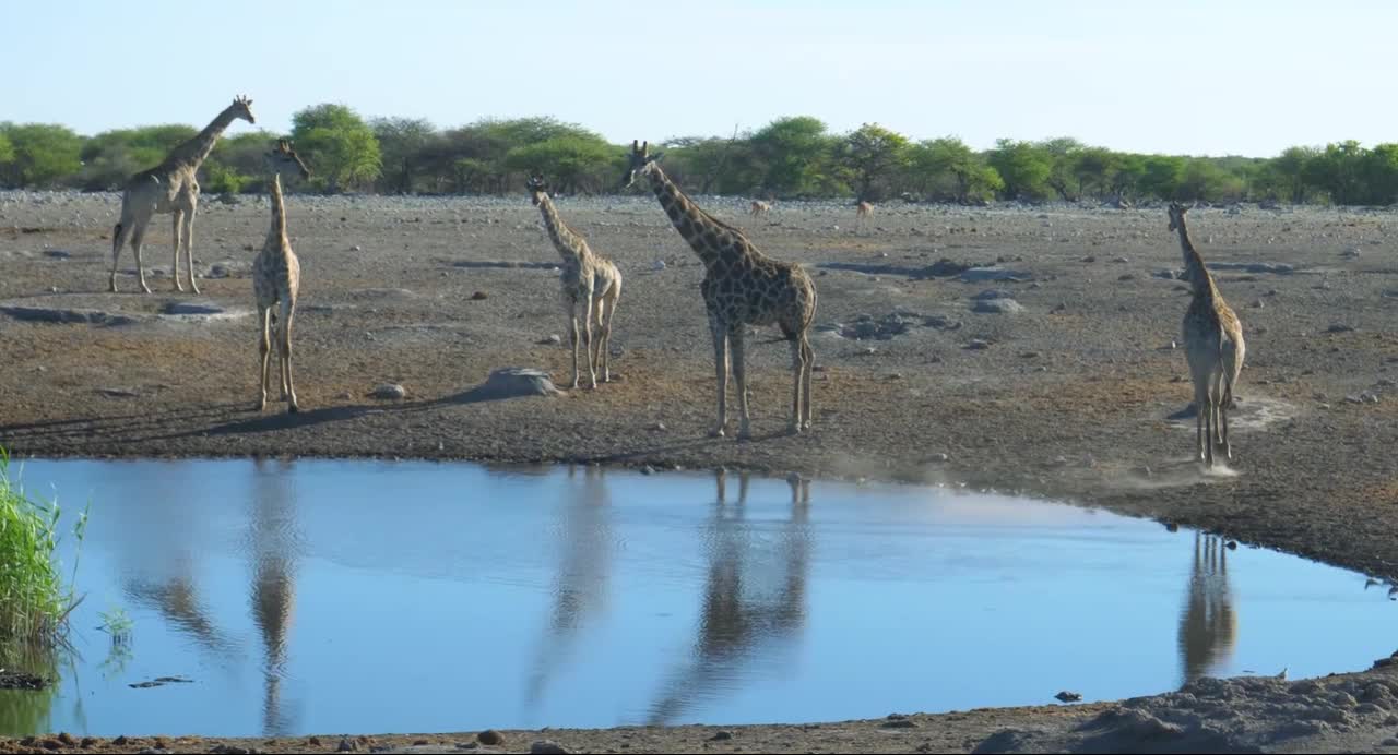 Amazing Wildlife Of Africa in Part.UKzTJk