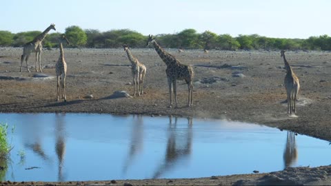 Amazing Wildlife Of Africa in Part.UKzTJk