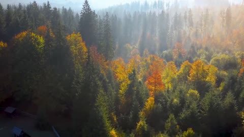 Enchanting Autumn Forests with Beautiful Piano Music