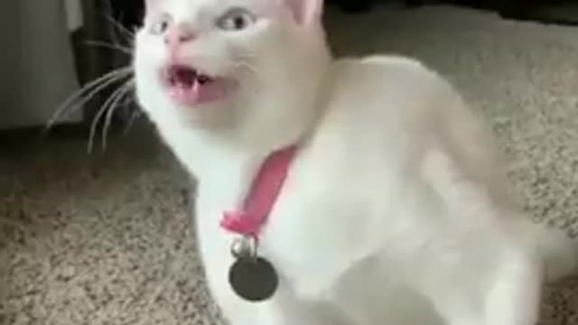 Singing cat