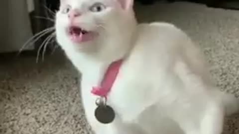 Singing cat