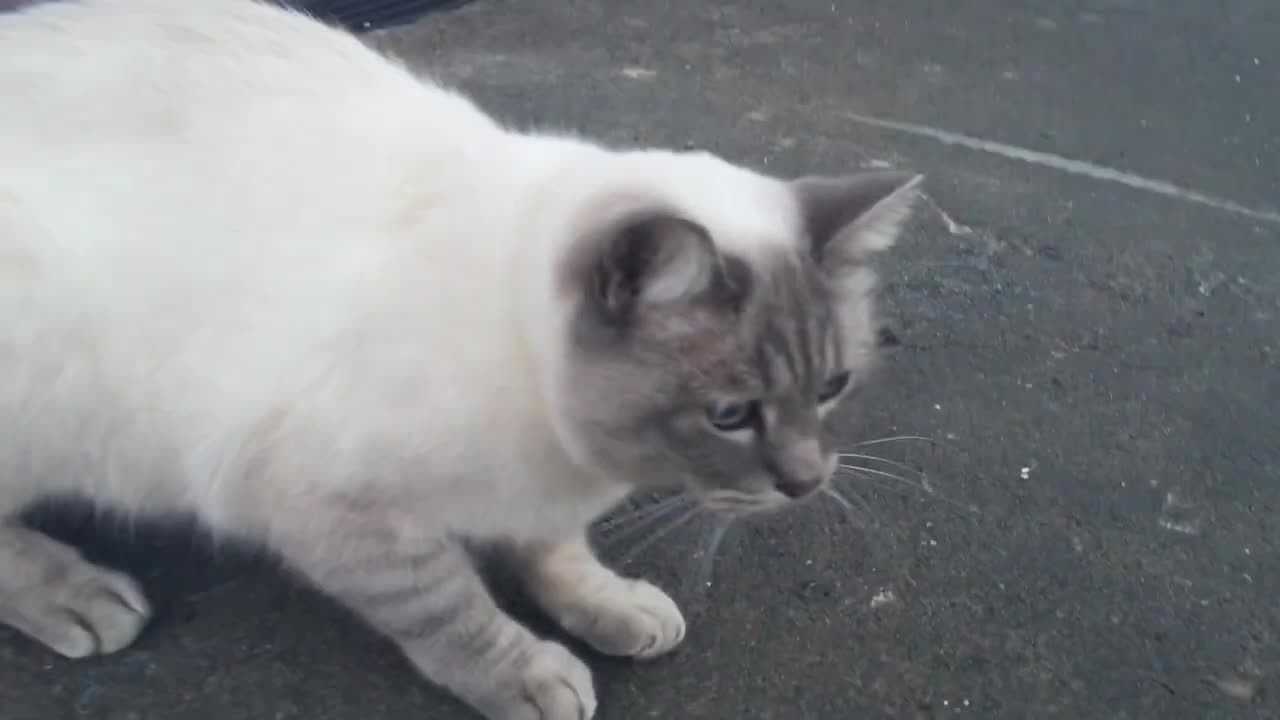 Beautiful cat frightened by furry handbag