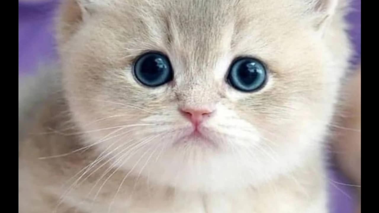 Beautiful cat vidio/cute cat vidio/small animals