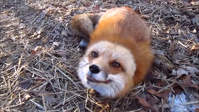 Adorable Baby Fox Pups Playing - CUTEST Compilation