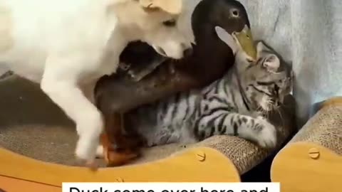 Funny animals video #