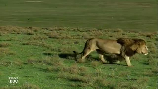 Serengeti National Park at TANZANIA in EAST AFRICA wild life