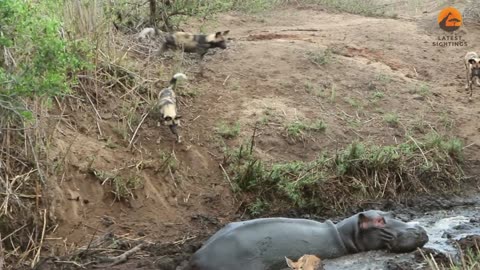 Hippo Crushes Buck That's Stuck in Mud After Wild Dogs Chased It!