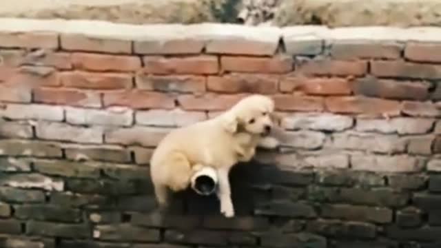 Never Give Up || Cute Dog