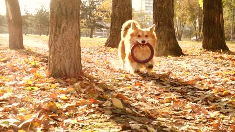 Dog running in forest