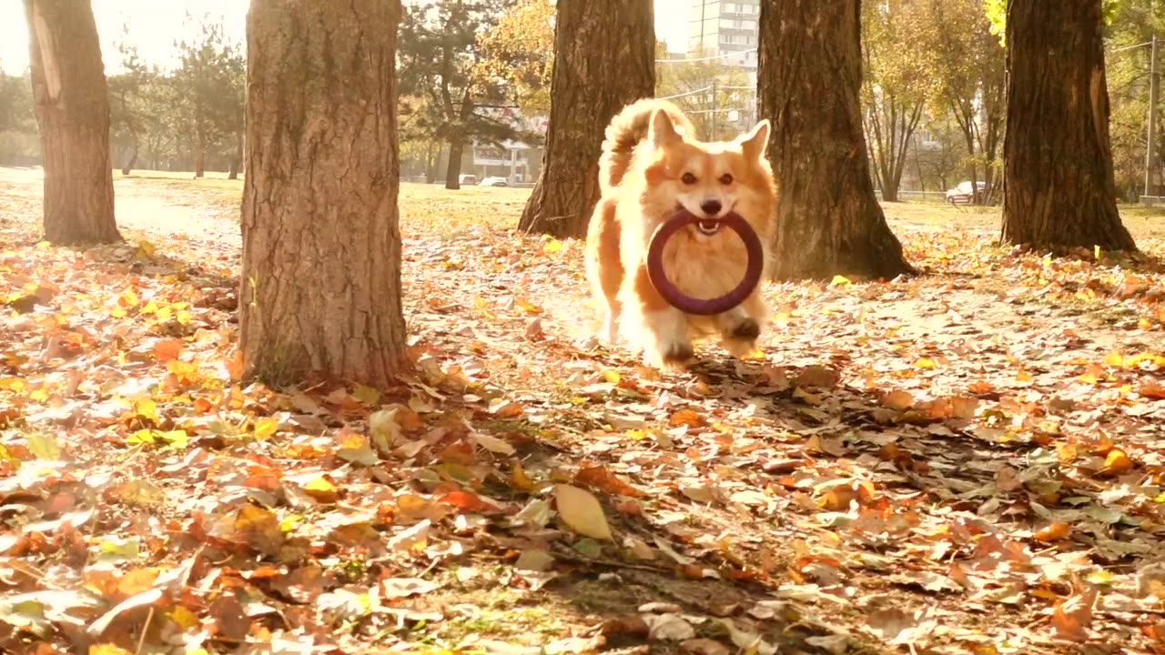 Dog running in forest