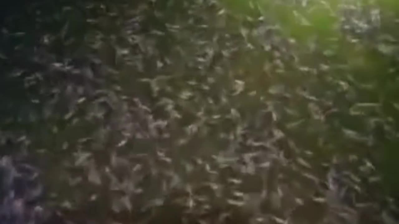 Ini FAKTA yang belum diketahui banyak petani ikan lele TENTANG air kolam HIJAU