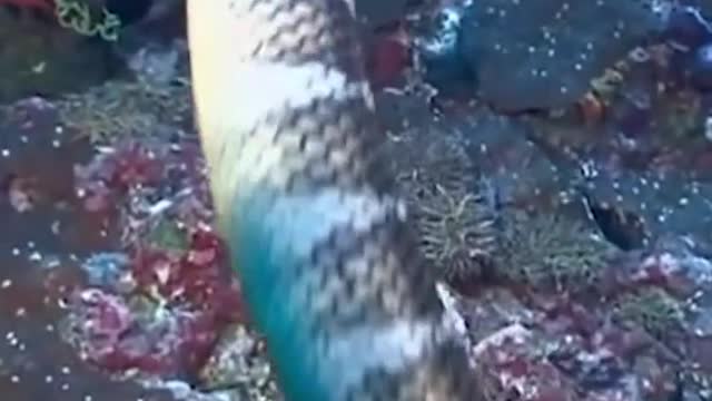 The Worst Part About Getting Bitten by a Sea Snake isn’t the Bite