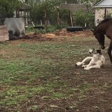 Happy friendship goal playing with trusted friend.mp4