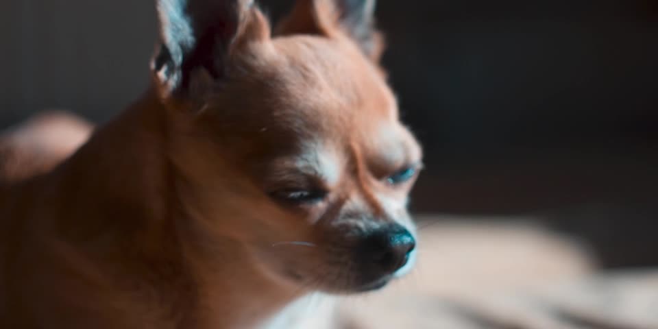 Dog Chihuahua Animals Nose Eyes Ears