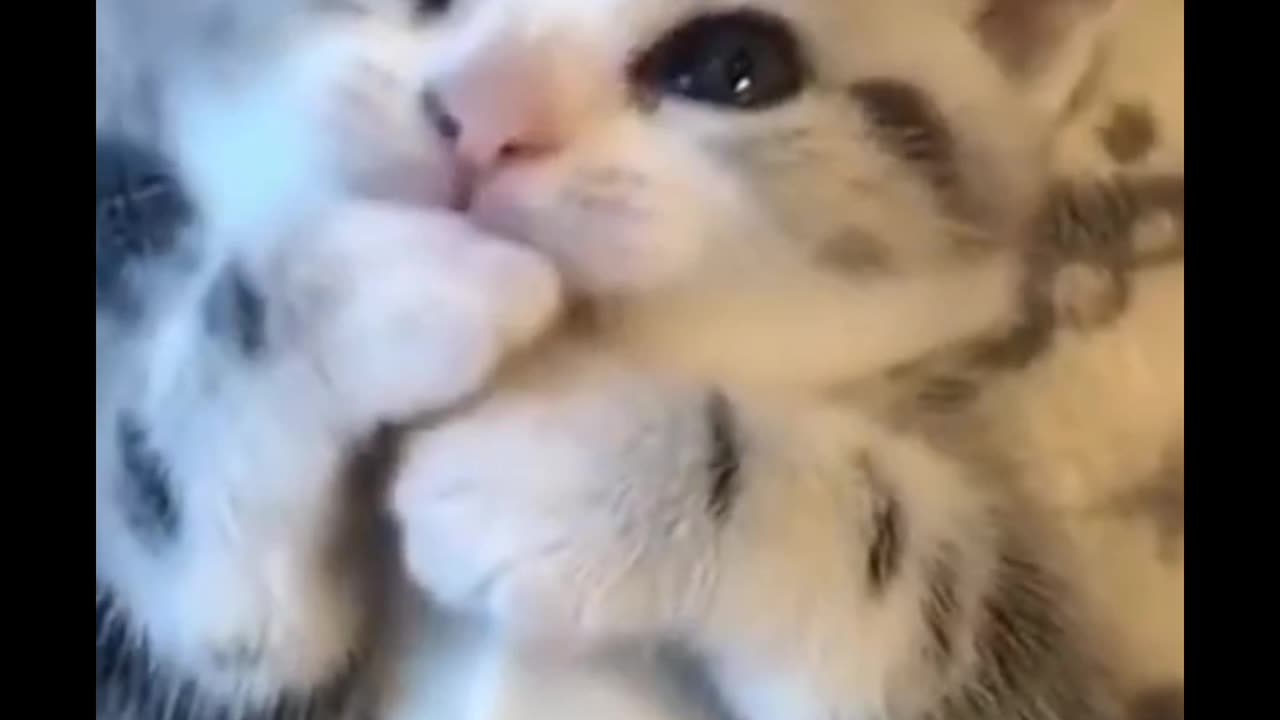 New cute cat