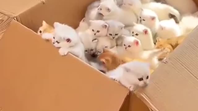 Most adorable box to open ever #cats #kittens