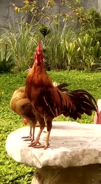 CUTE CHICKEN LAUGHING