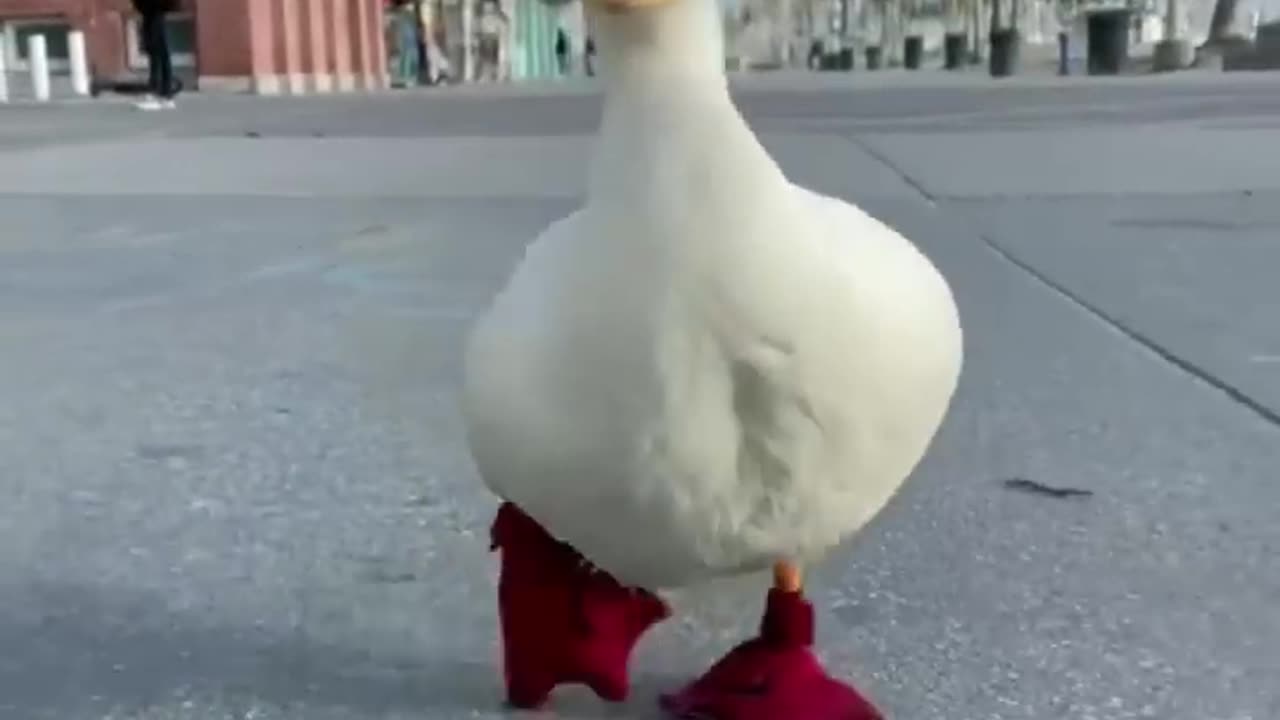 Walking Duck with Fancy