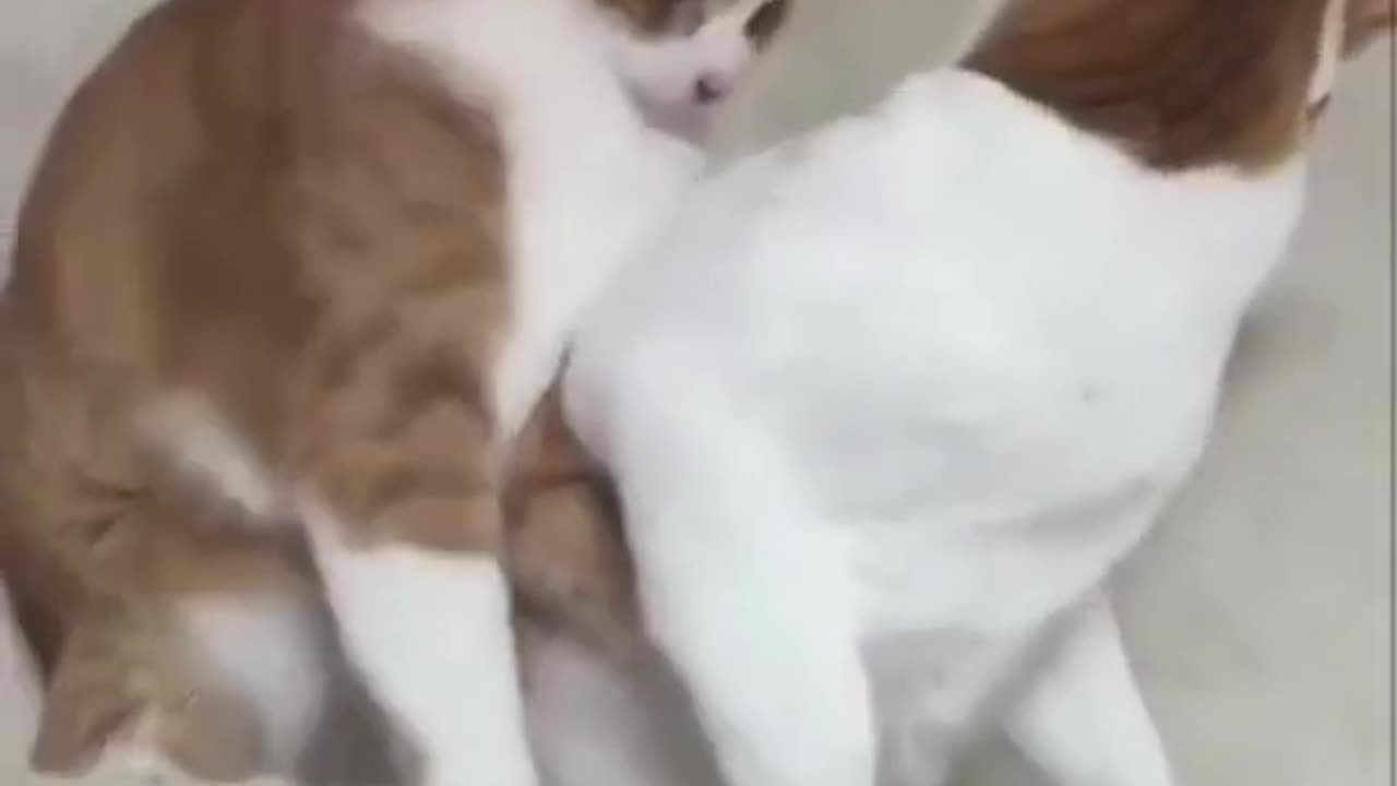 Funniest animals videos 🤣 that will definitely brighten your day 😀