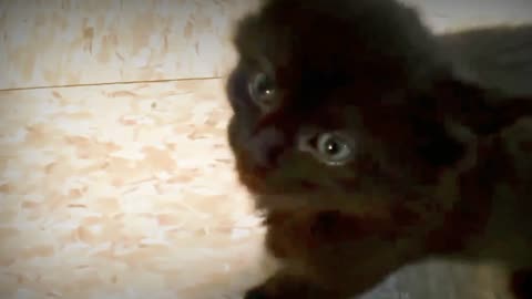 Cute emotional cat video 🐱