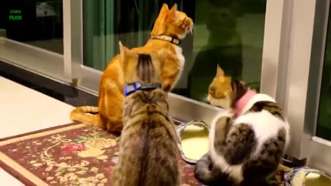 Funny Cats and Kittens Meowing Compilation