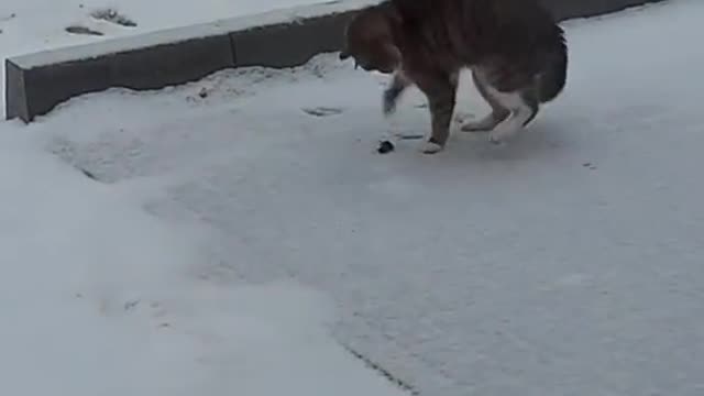 The demon possessed the cat