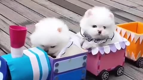 Funny and Cute Pomeranian Puppy