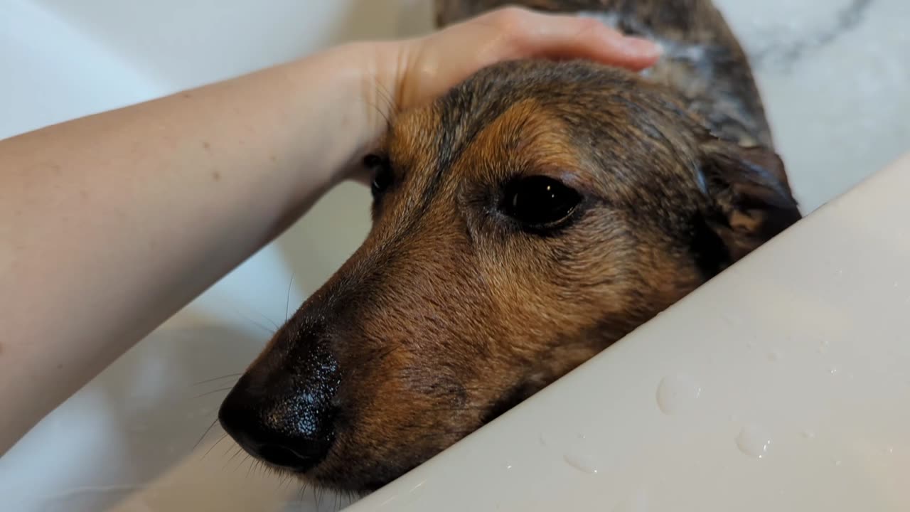 Little girl gives shower to a dog