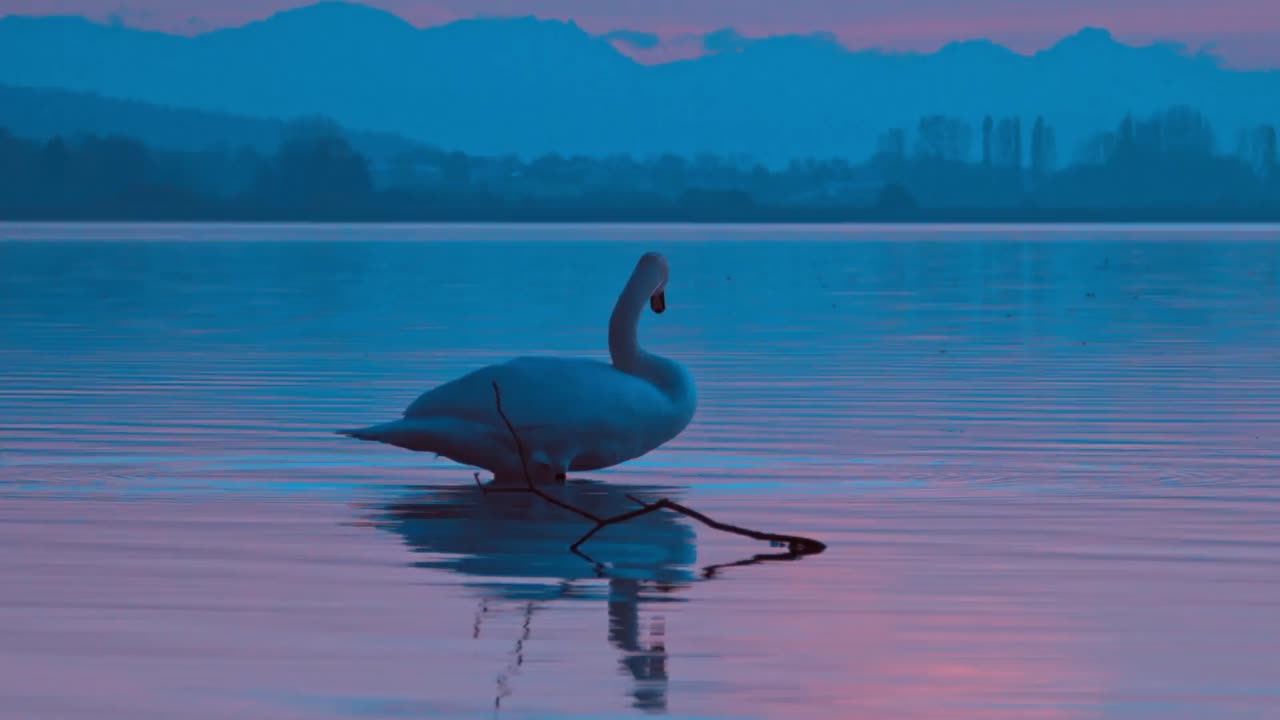 A swan dancing in the moonlight at a cool sea