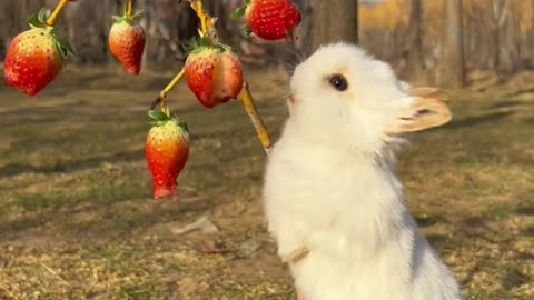 Cutest rabbit ever