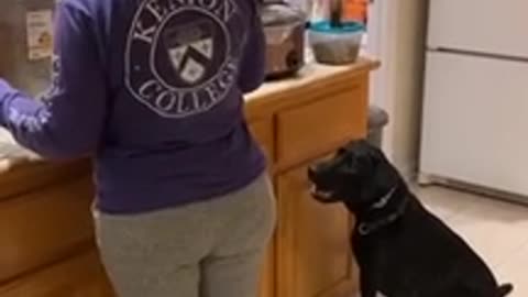 Funny dog is excited for snack 😂