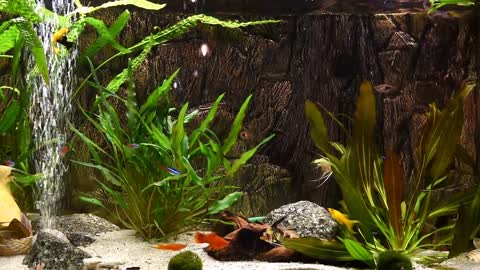 Relaxing Aquarium Fish Tank Sounds