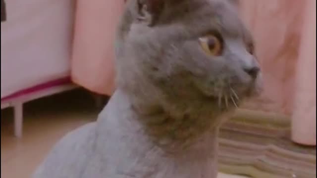 Cats definitely have a better sense of rhythm than any other animal!