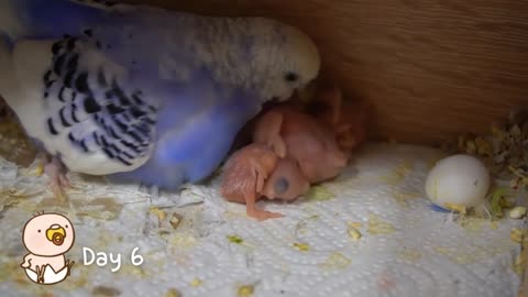 Watch 5 baby budgies growing day by day17