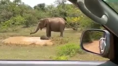 elephant happy movement in forest