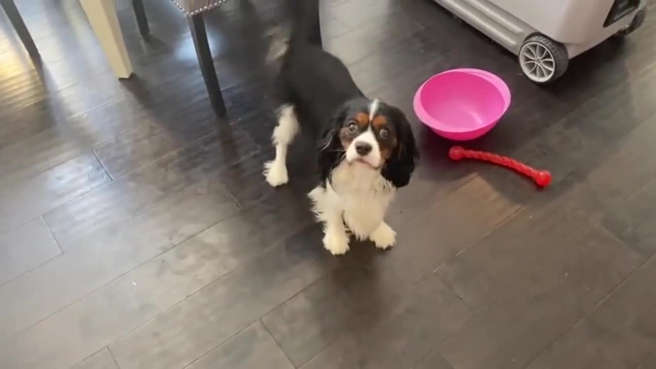 Cute Cavalier Perfectly Responds To Mom’s Question