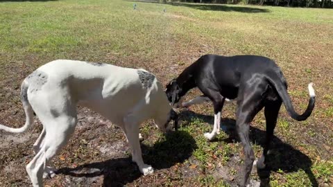 Great Dane teaches canine companion how to use the sprinkler to drink rainbow-colored water.