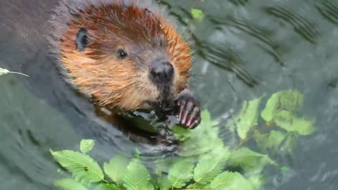 A water squirrel eating leaves