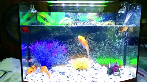 Aquarium Setup || Installing Water Filter - Fish Tank Background