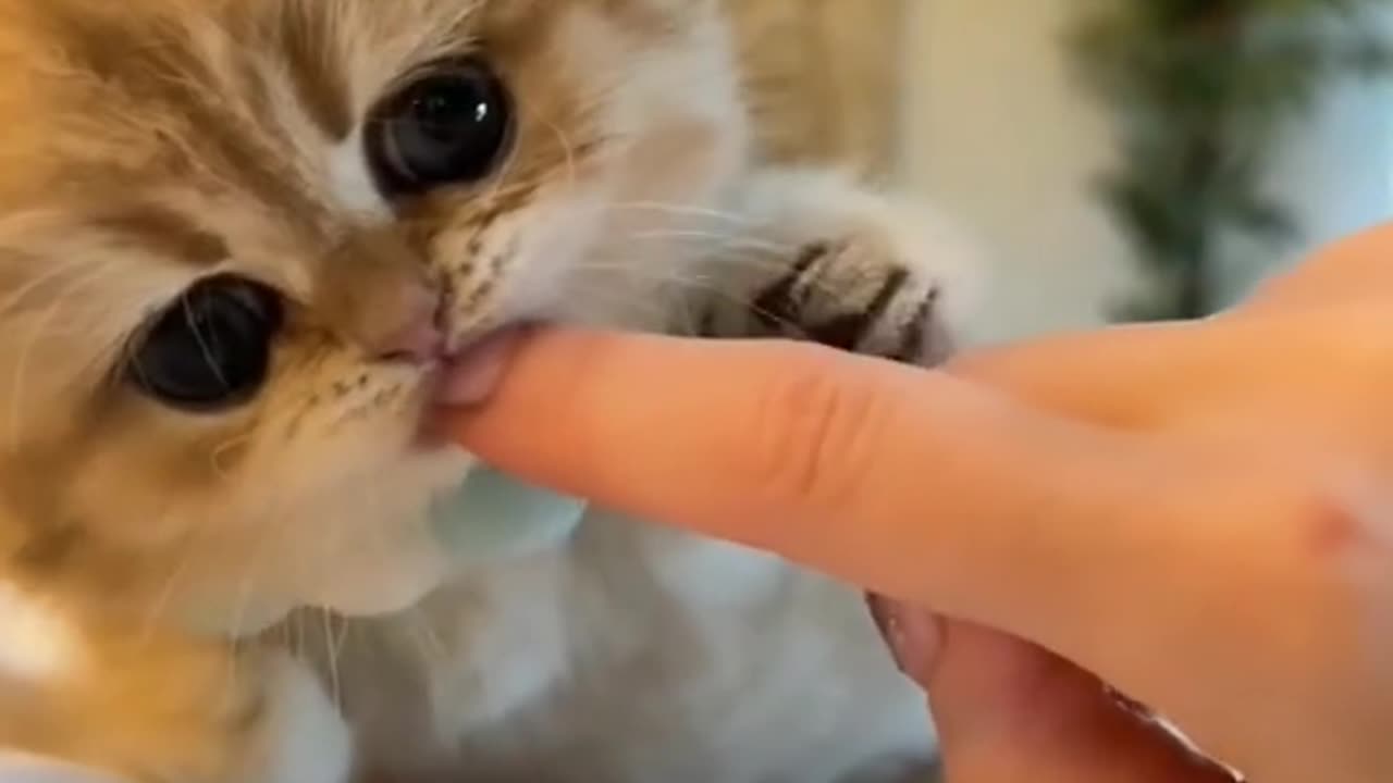 cute cat