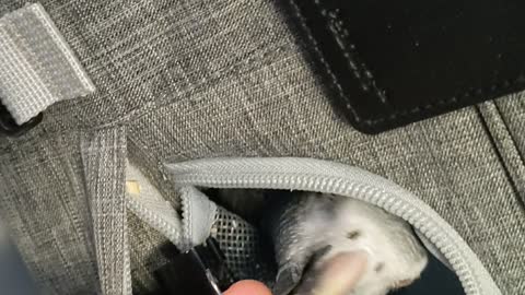 GreyC loves her travel carrier