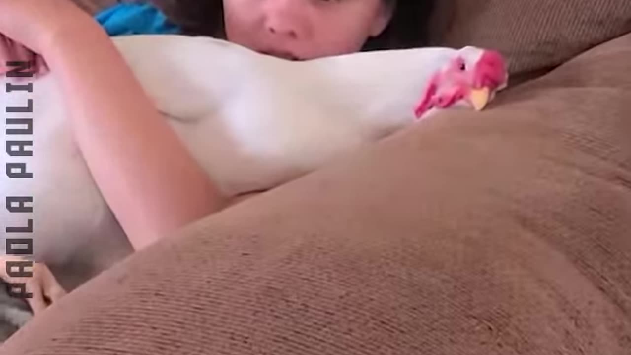 Why I love Animals