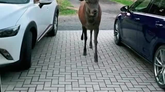 Open the door to see the deer