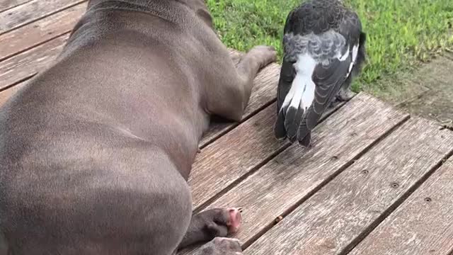 Unlikely Animal best friends English Staffy Peggy and Young Magpie Molly lazing in the sun