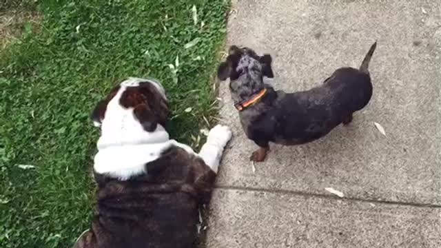 Bulldog gets served by mini Dachshund