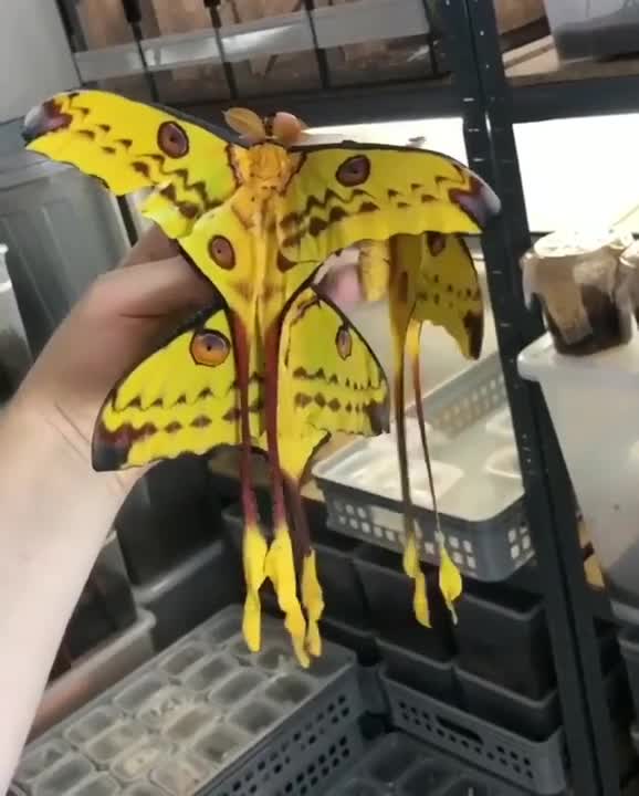 Who knows her name ?.. wonderful