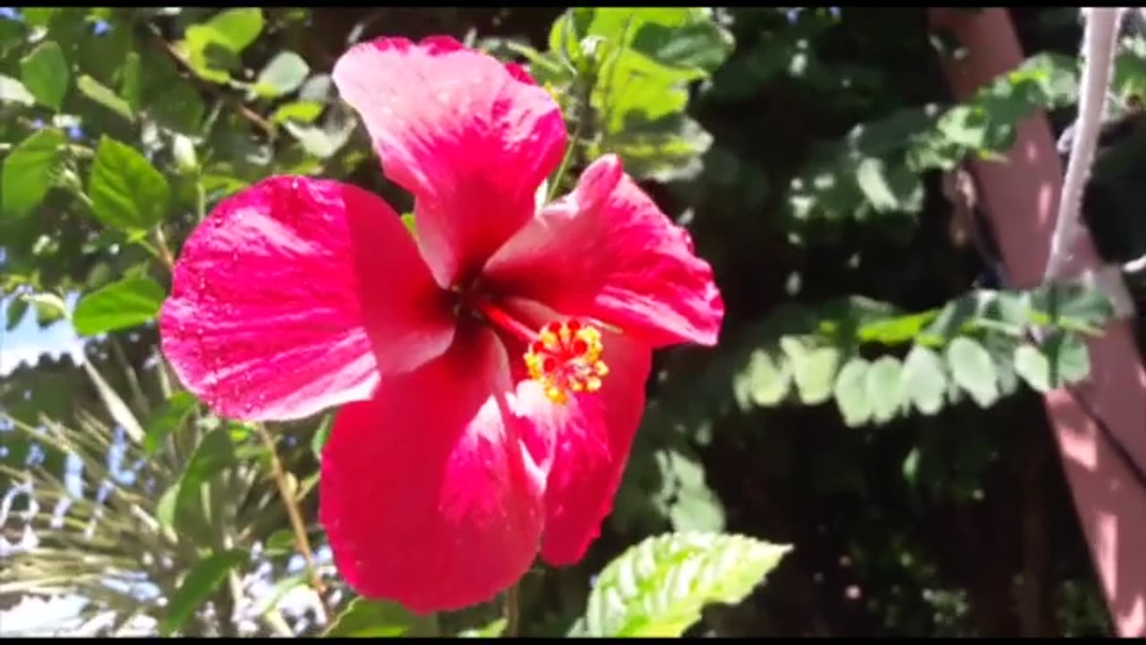 Relaxing Music | Sleeping, Meditation, Stress Relief | [7387] ⭐️