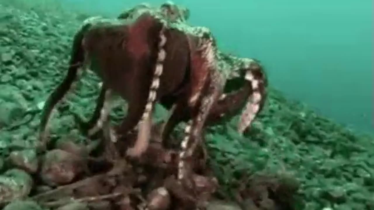 octo